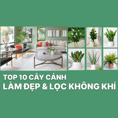 Top 10 loài cây cảnh trồng trong nhà giúp lọc không khí và tạo điểm nhấn không gian
